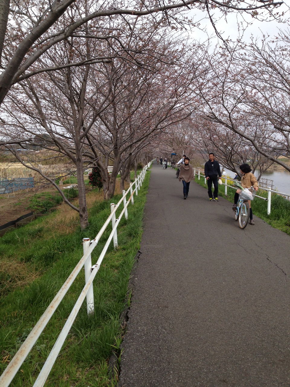 桜五分咲き花見川サイクリングロード45km 遠くへgo Go 30代からのロードバイク 桜五分咲き花見川サイクリングロード45km 遠くへgo Go 30代からのロードバイク