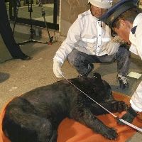 クマは射殺