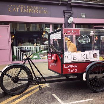 cat bike