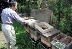 スズメバチを育てている人も