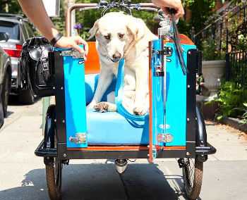 Cargo Bike for Dogs
