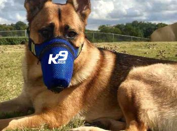 Mask for Dogs
