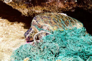 不法投棄された漁網に絡まってしまったウミガメ。(This image is in the public domain.)