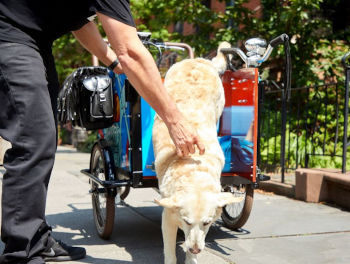 Cargo Bike for Dogs