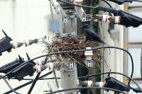 “金属製”カラスの巣で停電 材料はハンガー