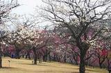 武蔵丘陵森林公園