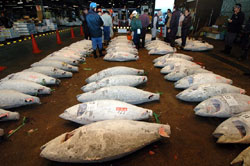 マグロ好きの日本人