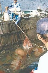 クラゲ