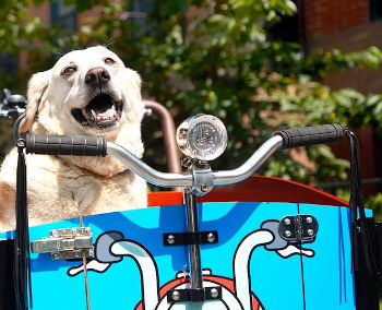 Cargo Bike for Dogs