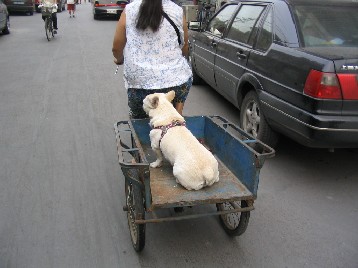 ���Ѥ˲���θ���������Ƥ���