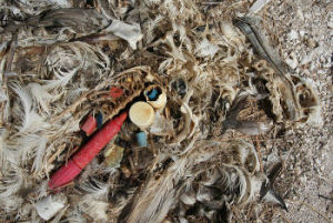 プラスチックで窒息死したコアホウドリのヒナ。(This image is in the public domain.)