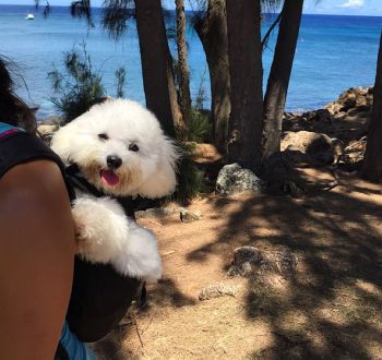 Ruffit Dog Carrier