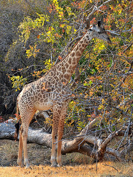  South Luangwa National Park,Photo by Hans Hillewaert,under the GNU Free License.