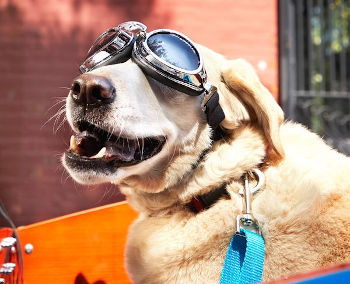 Cargo Bike for Dogs