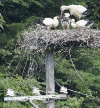 カラスだけではない