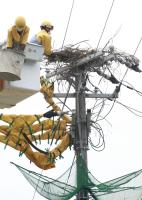 電柱の巣材撤去