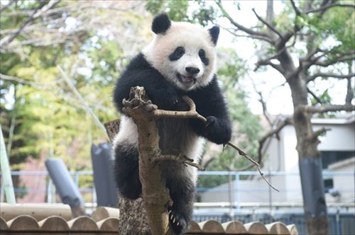 シャンシャン