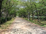 木陰は雨の降り出しに気づきにくい。