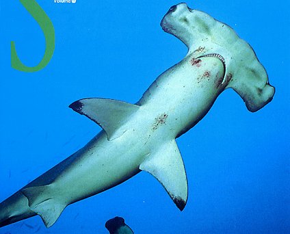 K2板とHammerHead : 451のミニベロ K2板とHammerHead : 451のミニベロ