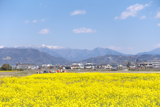 春めき桜-004