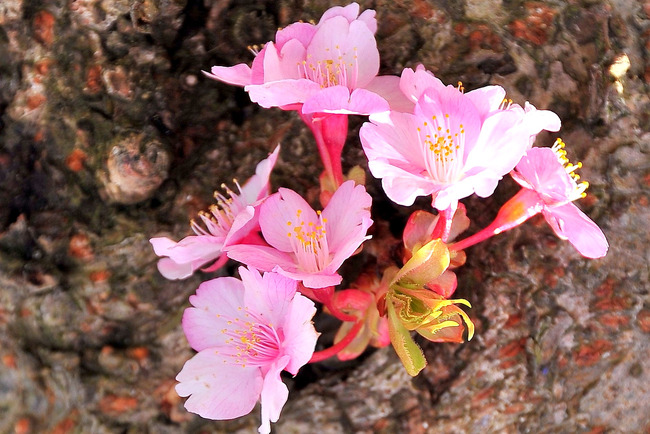 南伊豆河津桜-029