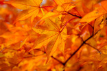 山中湖紅葉まつり-005