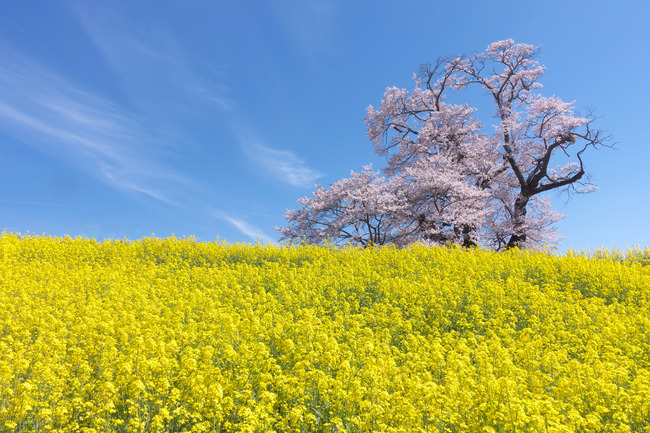 三春町桜めぐり-017