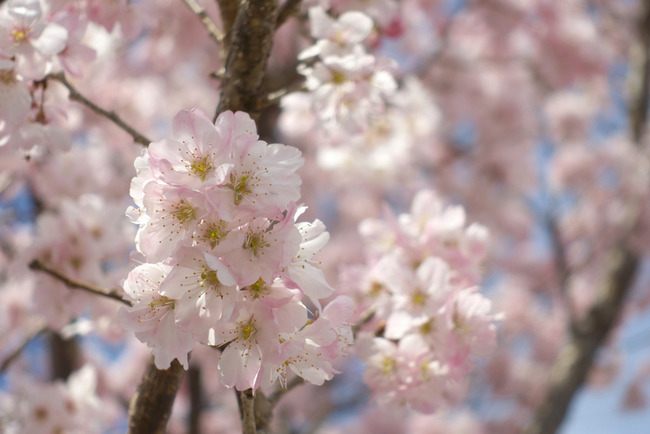 春めき桜-005