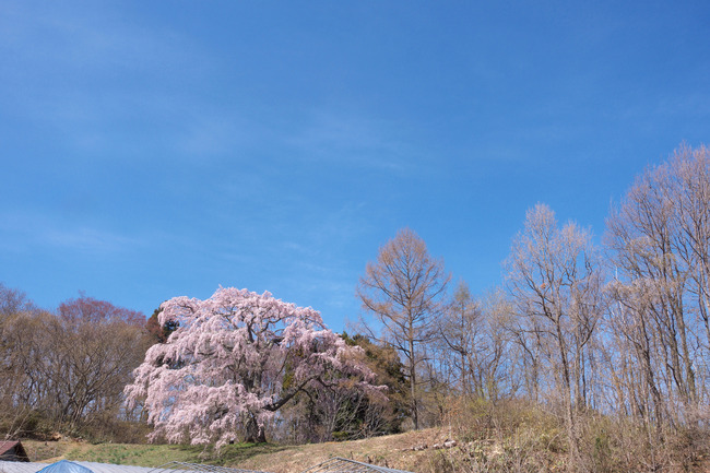 三春町桜めぐり-004