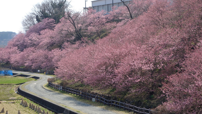 一の堰ハネラ