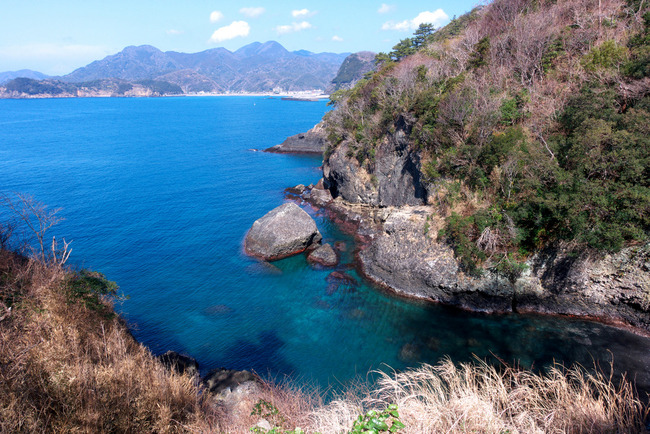南伊豆河津桜-026