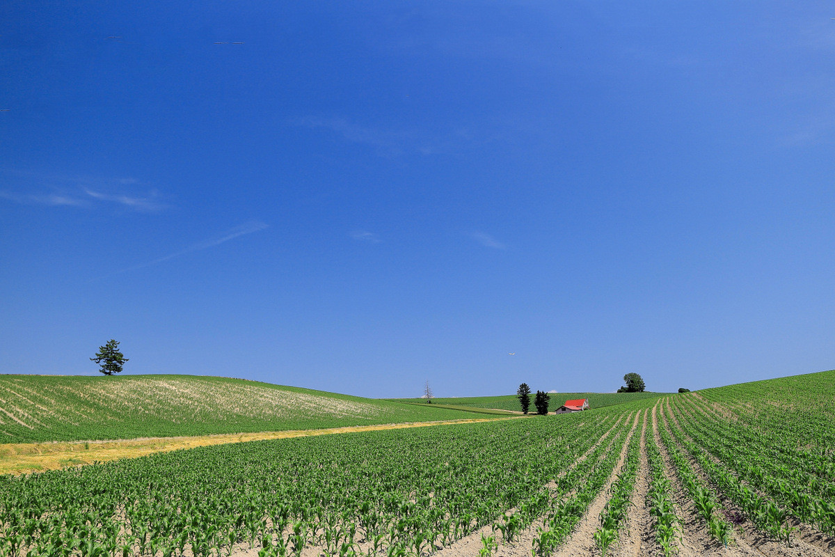 叫びたくなるほど美しい！美瑛の丘めぐり : 自転車百景