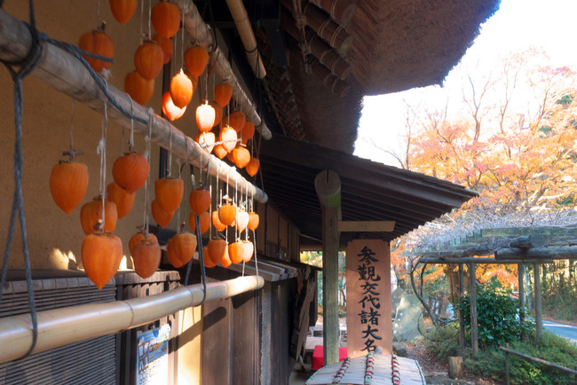 大観山-009