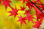 山中湖紅葉まつり-001