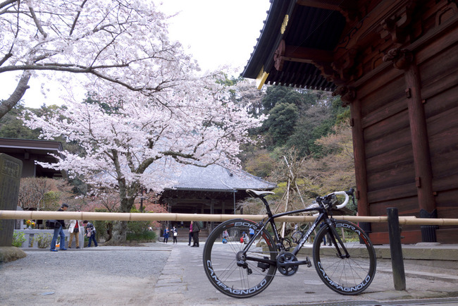 鎌倉桜