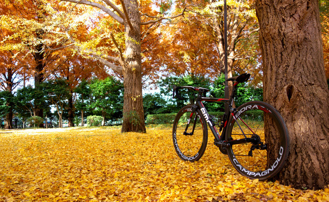 鎌倉紅葉