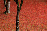 山中湖紅葉まつり-004