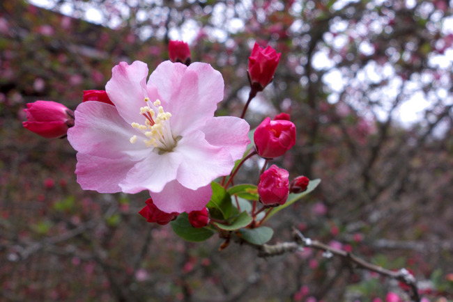 鎌倉桜-007