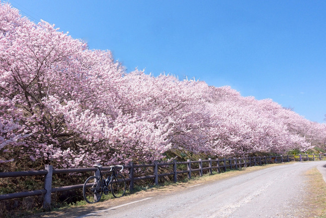 春めき桜
