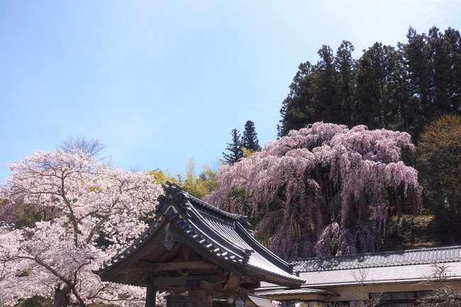 三春町桜めぐり-012