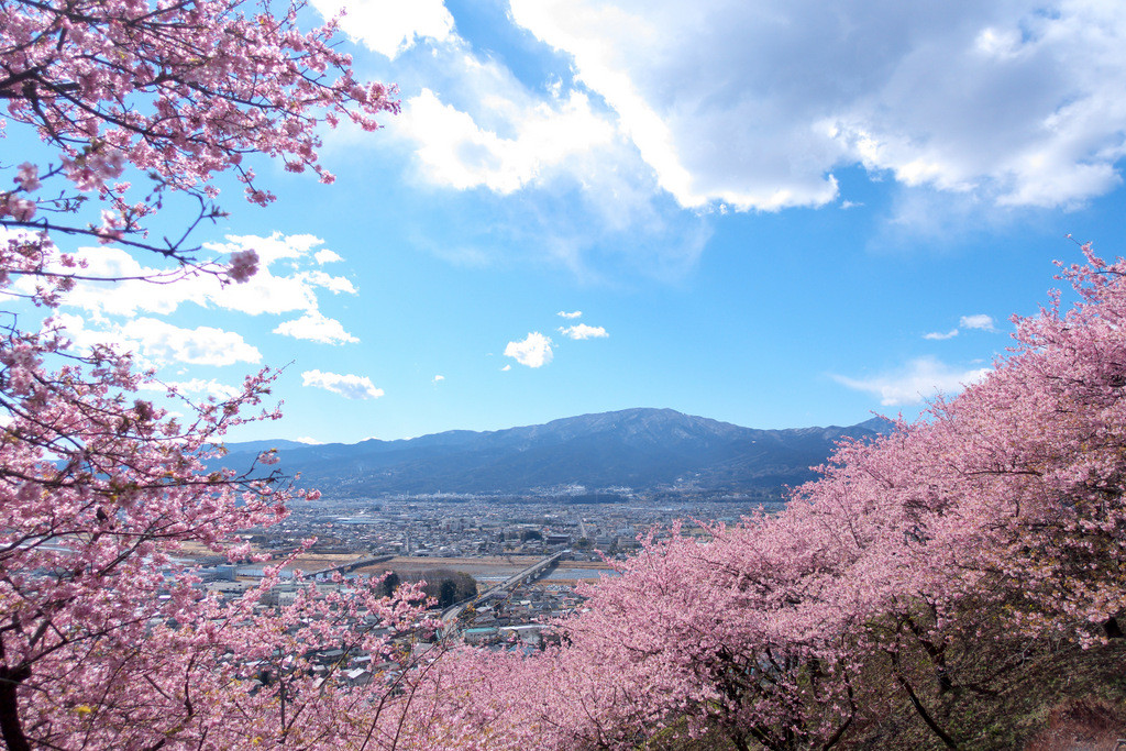 河津桜が早くも見ごろ 松田山 自転車百景