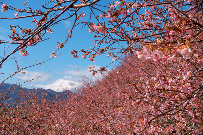 松田町河津桜