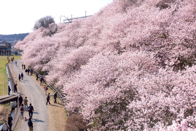 春めき桜