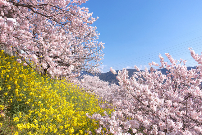 春めき桜-004