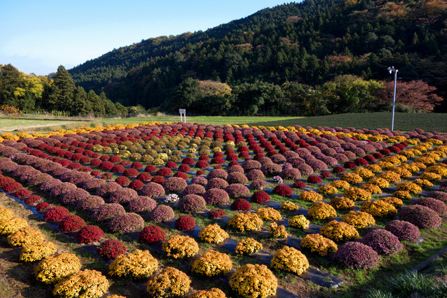 箱根紅葉狩り-012