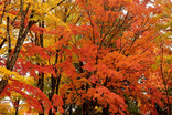 山中湖紅葉まつり-011