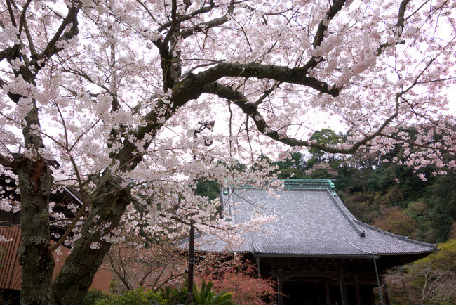 鎌倉桜-005
