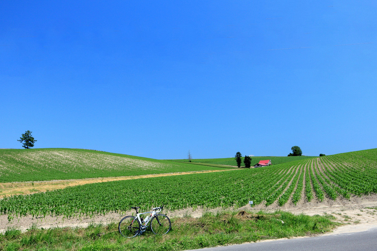 叫びたくなるほど美しい 美瑛の丘めぐり 自転車百景