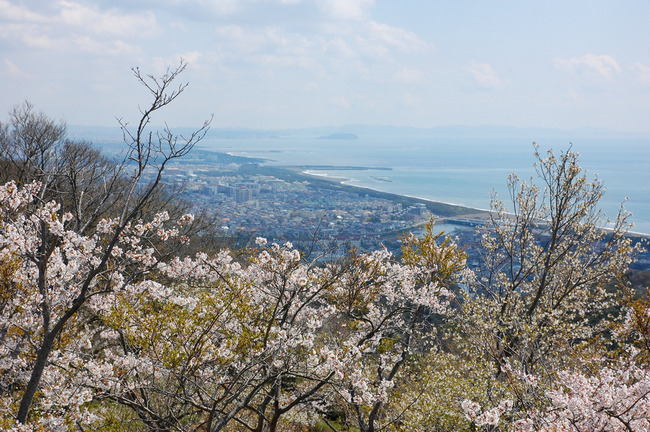 桜散る-004