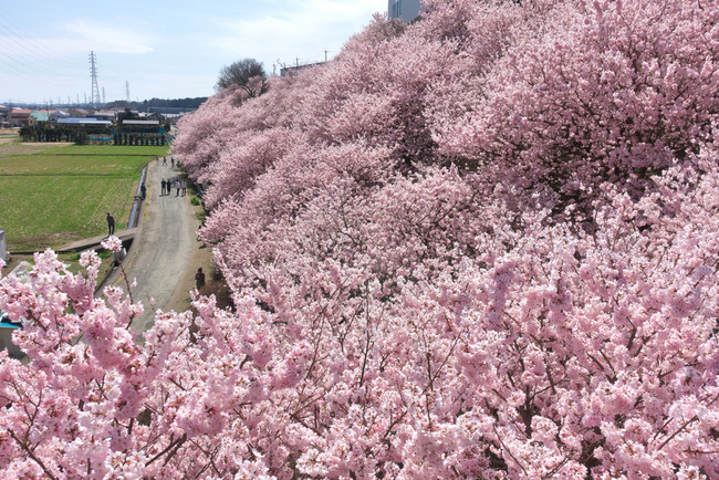 春めき桜-008